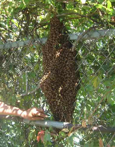 A swarm of honey bees